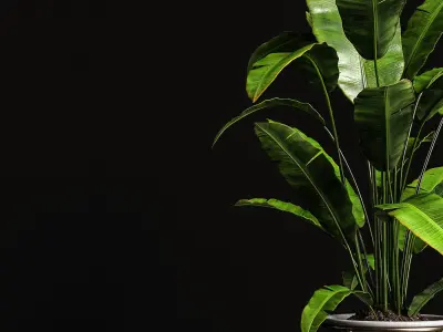 Houseplants banana tree 3D model