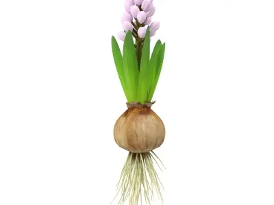 Hyachinth mid 3D model