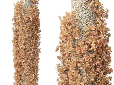 Column plant - pillar plant - column garden ivy 13 3D model