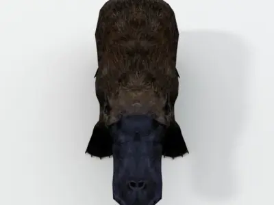 Platypus Low-poly 3D model