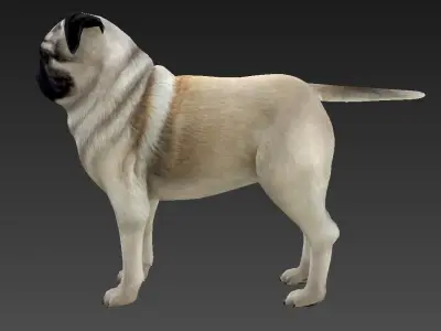 Sharpei pug Low-poly 3D model