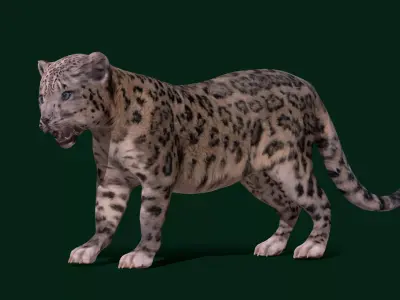 Snow Leopard Cub Low-poly 3D model