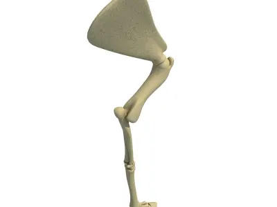 Mammal Arm Humerus  3D model