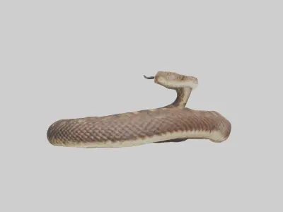 Eastern Diamondback Rattlesnake coiled model 3D model