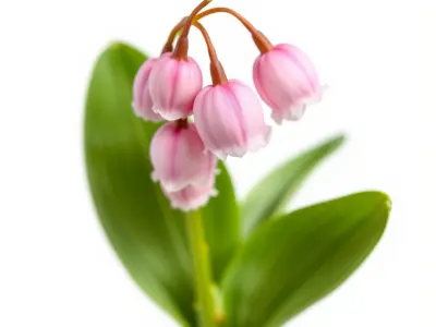 Pink Lily of the Valley Flower Model Pack Low-poly 3D model