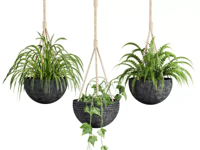 hanging Plants Set 3D model