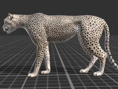 Cheetah Low-poly 3D model order