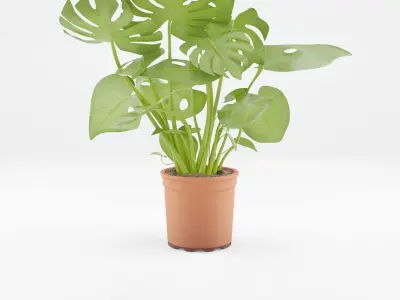 Collection-3 of House Plant 3D Models - 11 Models