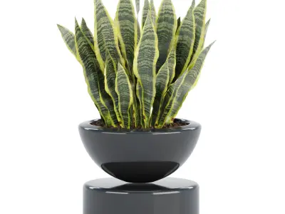 Indoor decorative plants collection