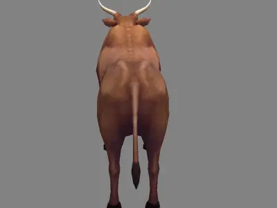 Scrawny buffalo Low-poly 3D model