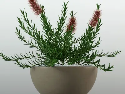 Plants collection 79 Modernica pots 3D model