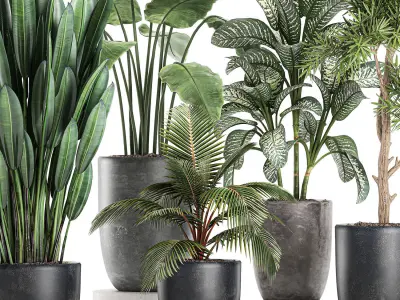 Collection of decorative plants in flowerpots 756 3D model