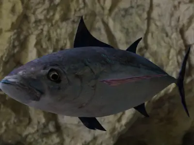 Longtail tuna Low-poly 3D model