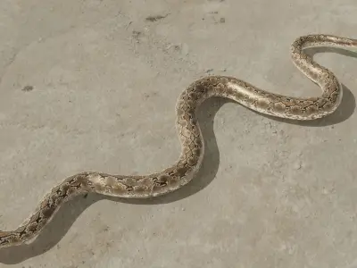 Python snake Low-poly 3D model