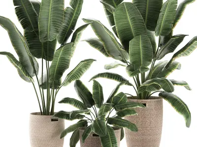Decorative banana palms in a basket for the interior 590 3D model