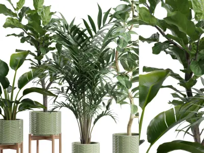 Indoor Plants Pack 83 3D model