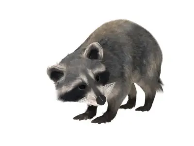 Realistic raccoon 3D model