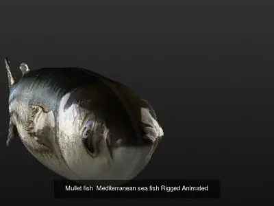 Collection of 3 photorealistic  fishes animated