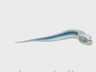 Sea Serpent with Elongated Body 3D Model Low-poly 3D model