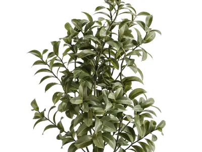 Purple Phlox Bush Arrangement 3D model