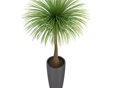 Palm Tree in Round Pot 3 3D model