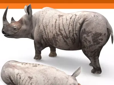 3d Rhino rigged Animated Rhinoceros realistic Model Low-poly 3D model
