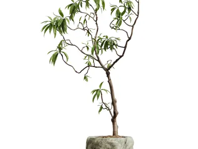AV HousePlants Japandi Minimalism Ficus Dracaena Marginata04 3D model