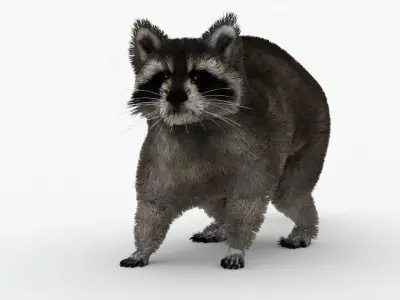 Animated Raccoon with MAYA XGEN Fur Low-poly 3D model
