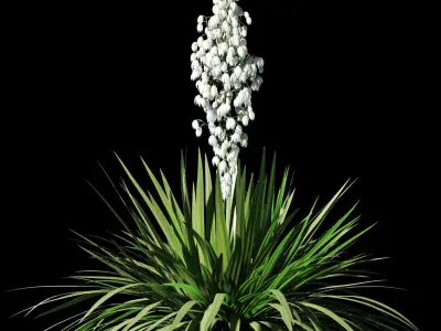 Blossoming yucca 4 models 3D model
