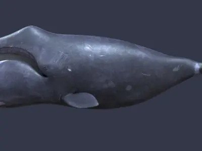 Bowhead whale 3D model