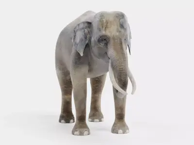 -Asian Elephants- Low-poly 3D model