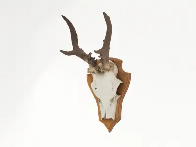 Deer Antler Collection 3D model