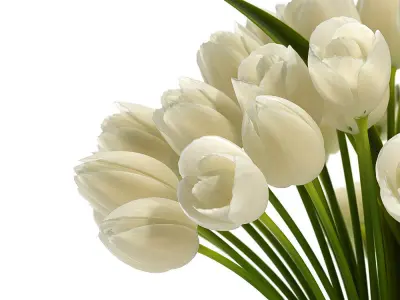 White Tulips 3D model