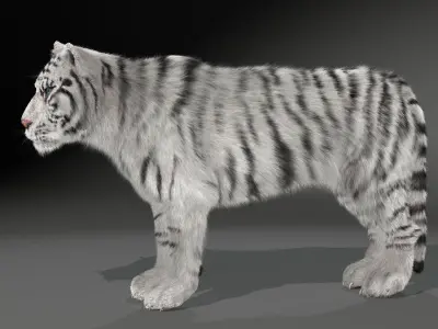 Rigged White Tiger v2 Low-poly 3D model