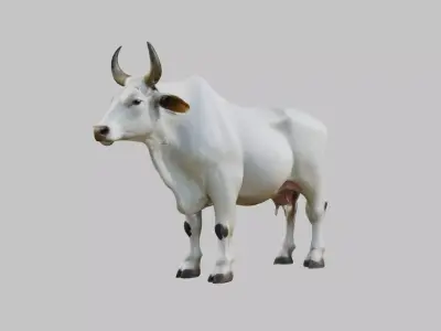 White Cow Bull 3D Model High Detail Low-poly 3D model