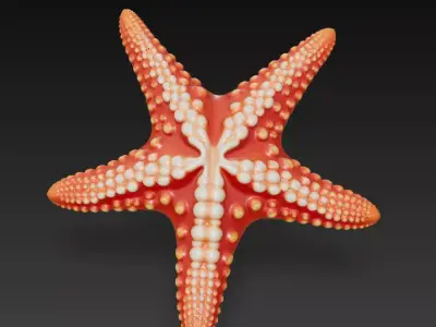 Starfish Realistic 3D Model Basic - Low Poly Realistic Low-poly 3D model