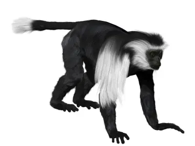Colobus monkey with realistic fur Low-poly 3D model