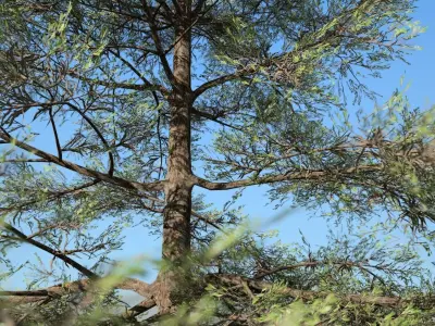 Conifer Tree 002 Low-poly 3D model