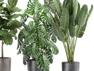 Plants in a black pot for the interior 1053 3D model