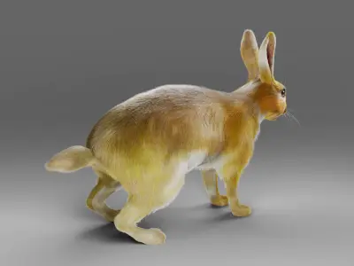 Fur Gray Rabbit NO Rigged  Low-poly 3D model