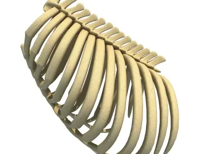 Gorilla Animal Rib Cage 3D model