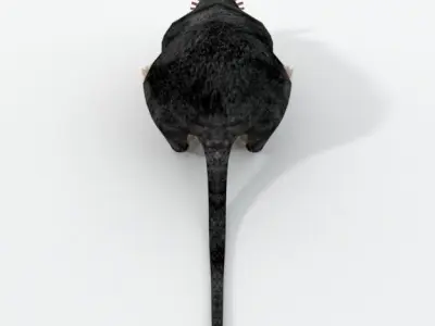 Star- Nosed Mole 3D model