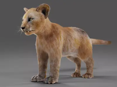 Fur Baby Lion NO Rigged in Blender  Low-poly 3D model