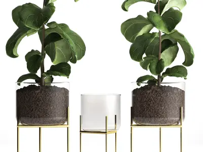 Ficus lyrata trees in a GLASS FLOWERPOT 960 3D model