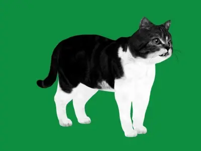 Scottish Straight Cat Low-poly 3D model