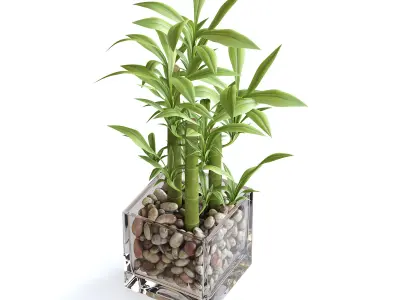 Bamboo Plant 3D model