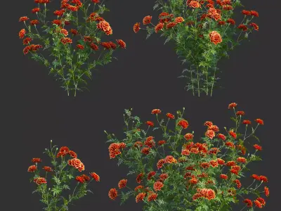 Tagetes - Marigold 3D model