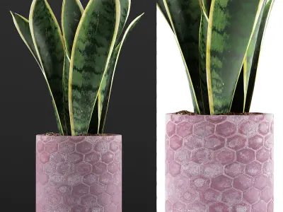 Plants Collection 98 3D model