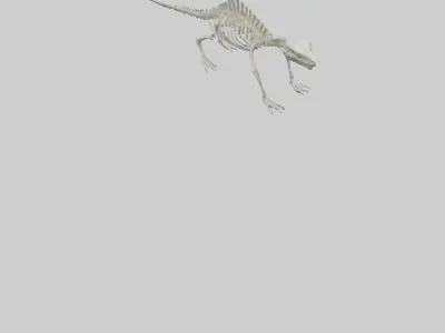 Lizard Skeleton model Low-poly 3D model