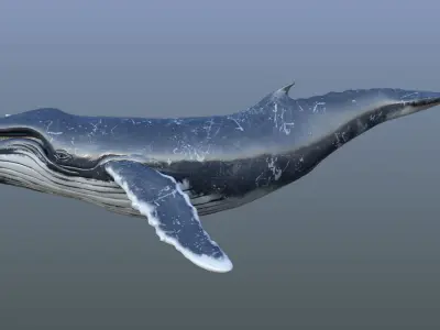 Humpback Whale Animated 3D model